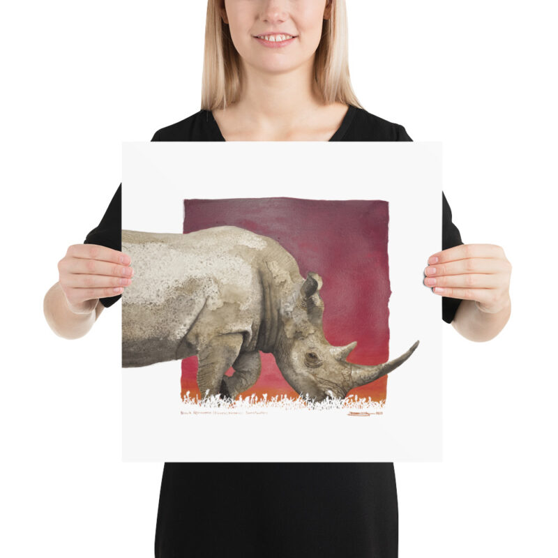 Poster, black rhino, (Diceros bicornis) - Image 8
