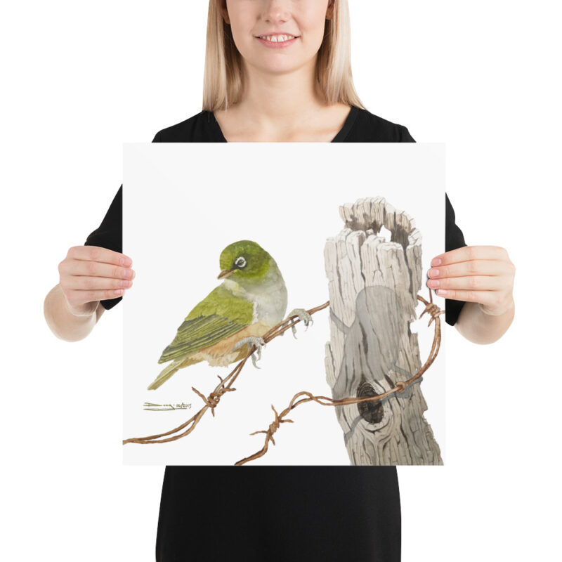 Poster, NZ waxeye, (Zosterops lateralis) - Image 8