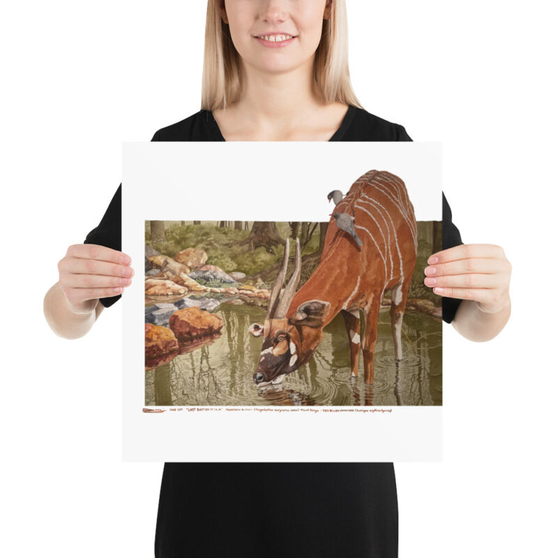 Poster, mountain bongo, (Tragelaphus eurycerus isaaci) - Image 8