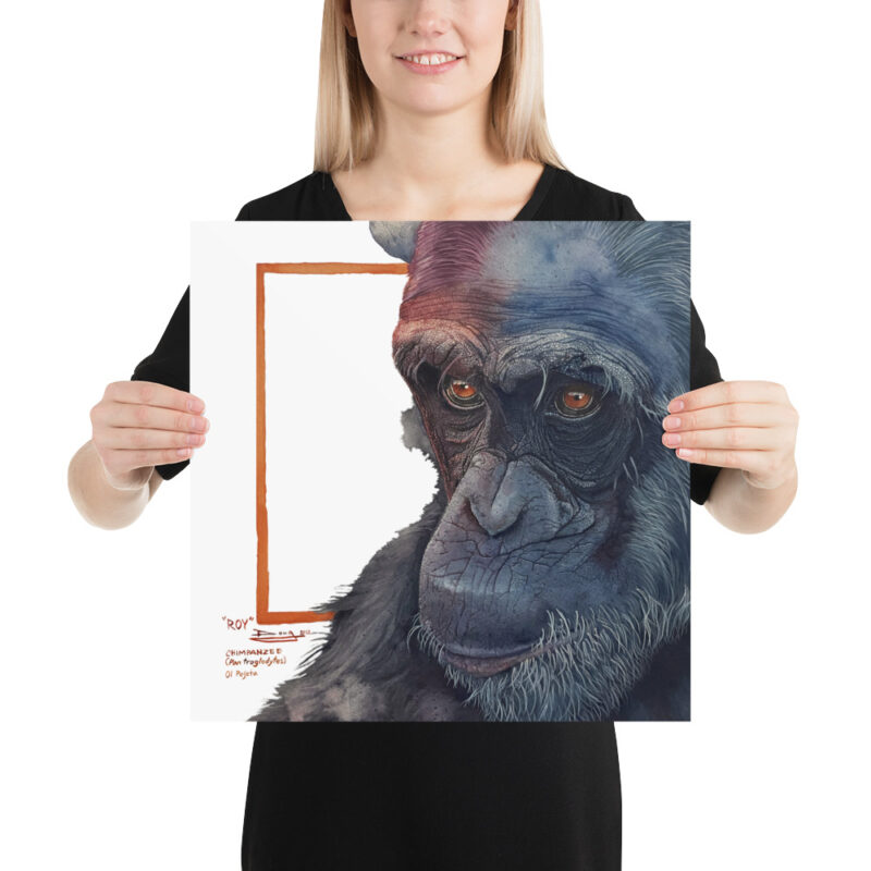 Poster, "Roy" the chimp from Sweetwaters, (Pan troglodytes) - Image 8