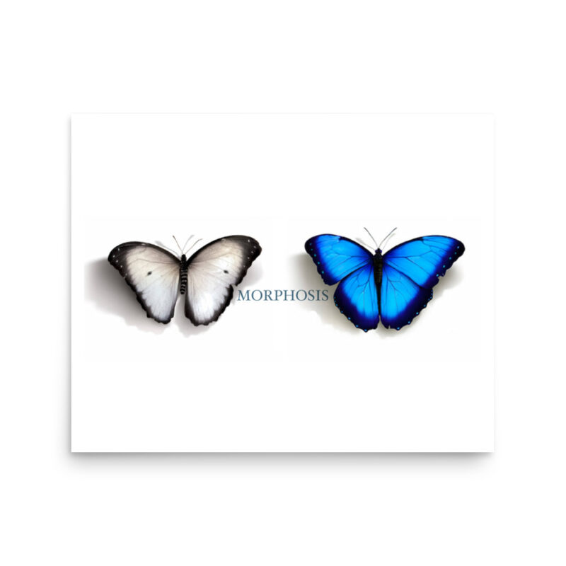 Poster, Morpho and whit ebutterflies - Image 6