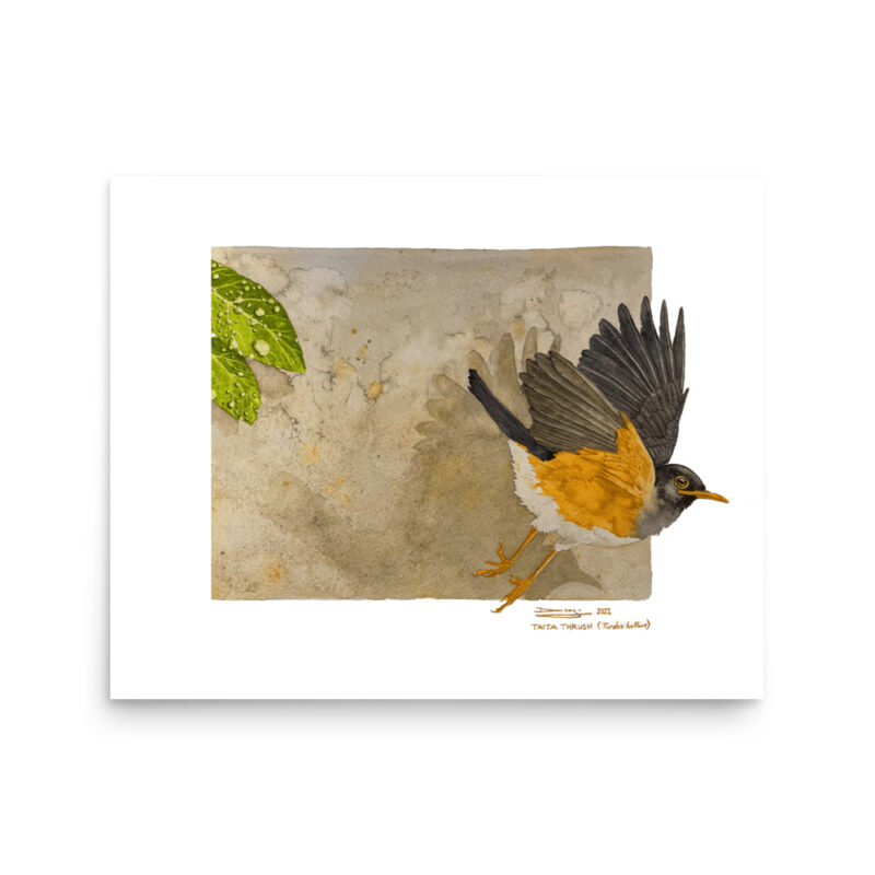 Poster, Taita thrush, (Turdus helleri) - Image 6