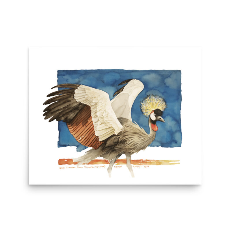 Poster, grey crowned crane, (Balearica regulorum) - Image 11