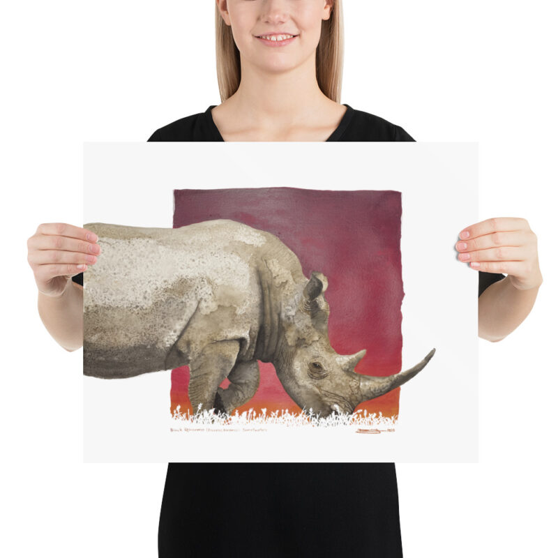Poster, black rhino, (Diceros bicornis) - Image 9
