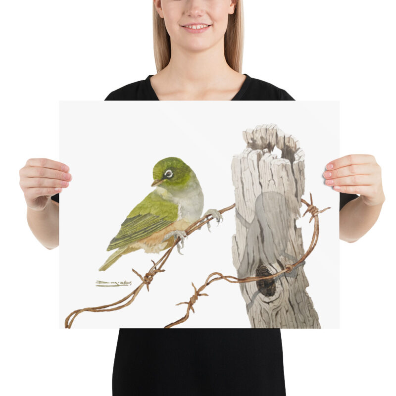 Poster, NZ waxeye, (Zosterops lateralis) - Image 9