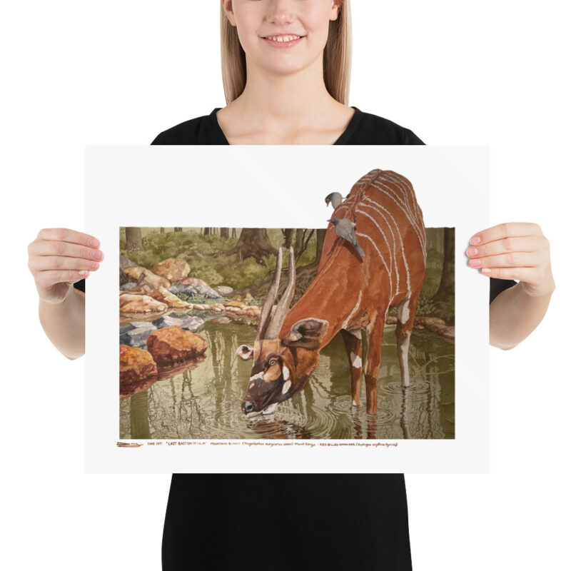 Poster, mountain bongo, (Tragelaphus eurycerus isaaci) - Image 9