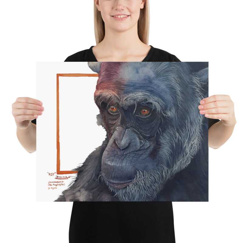 Poster, "Roy" the chimp from Sweetwaters, (Pan troglodytes) - Image 9
