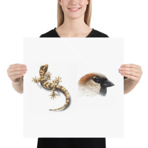 Poster, Geck and Sparrow