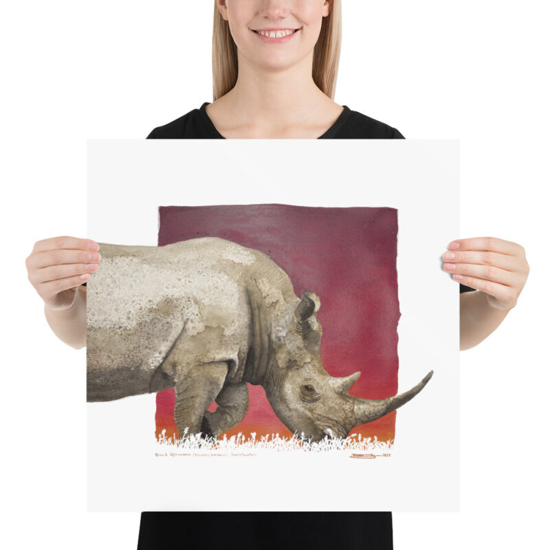 Poster, black rhino, (Diceros bicornis) - Image 10