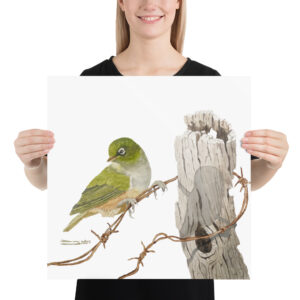Poster, NZ waxeye, (Zosterops lateralis)
