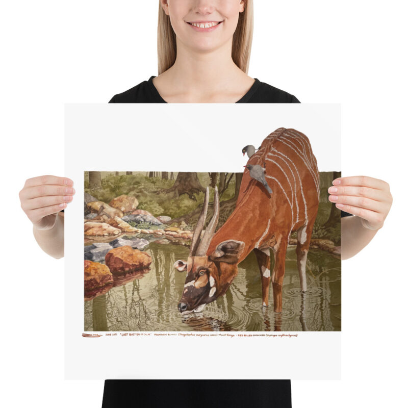 Poster, mountain bongo, (Tragelaphus eurycerus isaaci) - Image 10