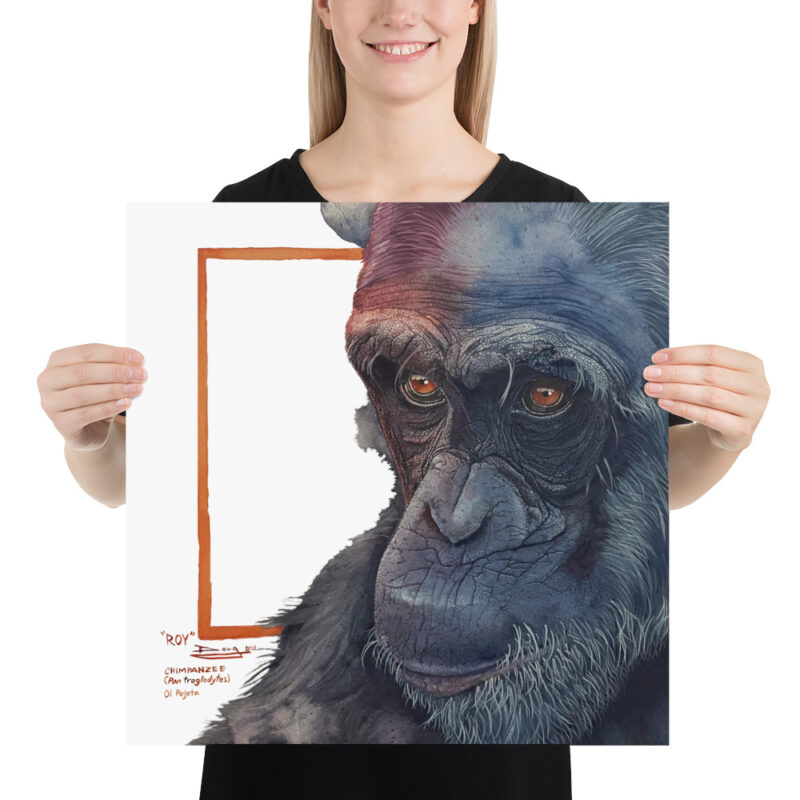 Poster, "Roy" the chimp from Sweetwaters, (Pan troglodytes) - Image 10