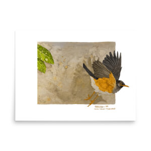 Poster, Taita thrush, (Turdus helleri)