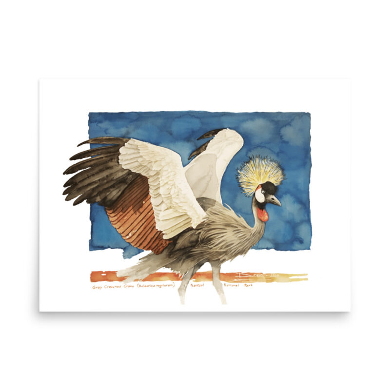 Poster, grey crowned crane, (Balearica regulorum)