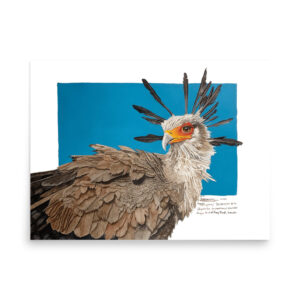 Poster, "Moneypenny" the secretary bird, (Sagitarius serpentanius)