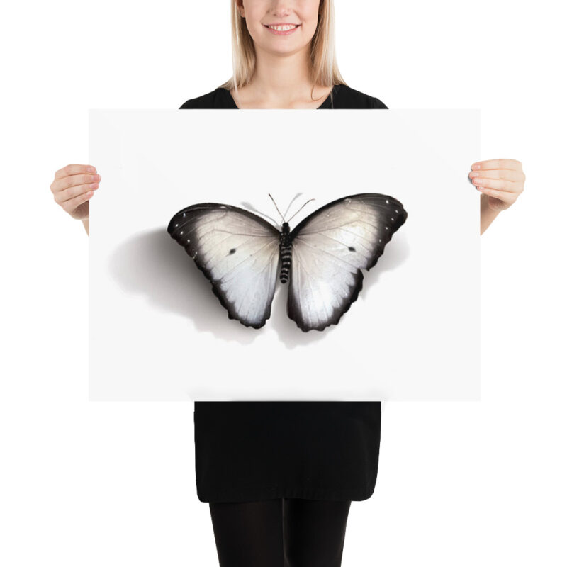 Poster, white butterfly (Pieris rapae) - Image 11