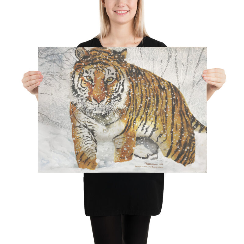 Poster, bengal tiger, (Panthera tigris tigris) - Image 11
