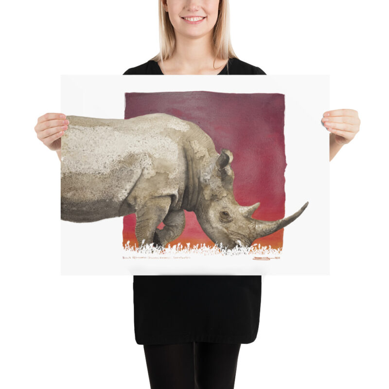 Poster, black rhino, (Diceros bicornis)