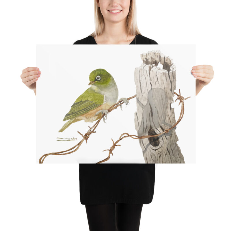 Poster, NZ waxeye, (Zosterops lateralis) - Image 10
