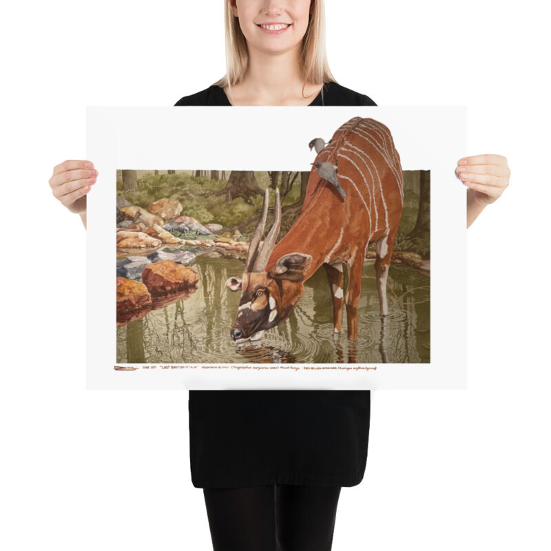 Poster, mountain bongo, (Tragelaphus eurycerus isaaci) - Image 11