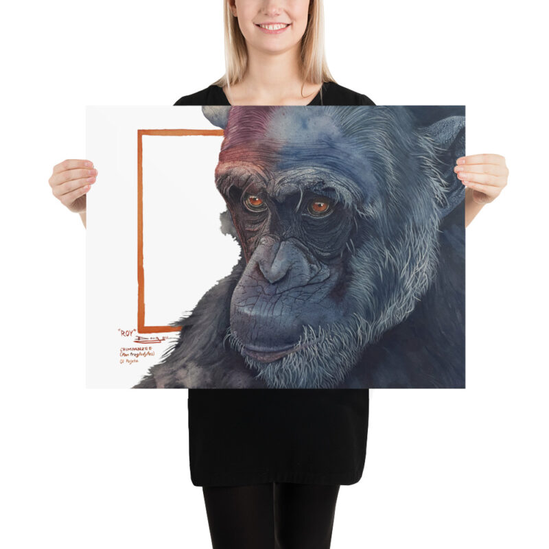 Poster, "Roy" the chimp from Sweetwaters, (Pan troglodytes) - Image 11
