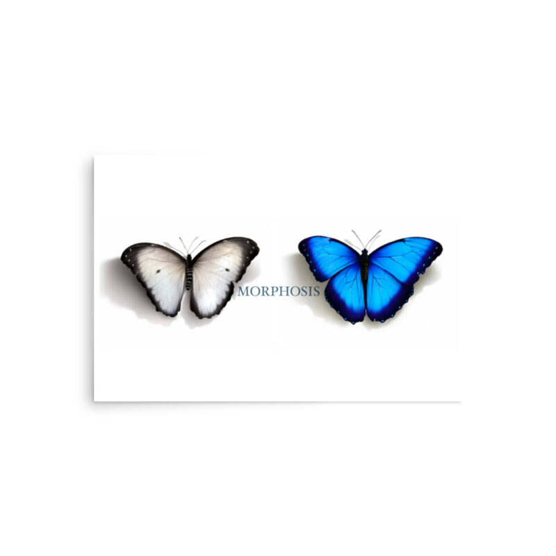 Poster, Morpho and whit ebutterflies - Image 8