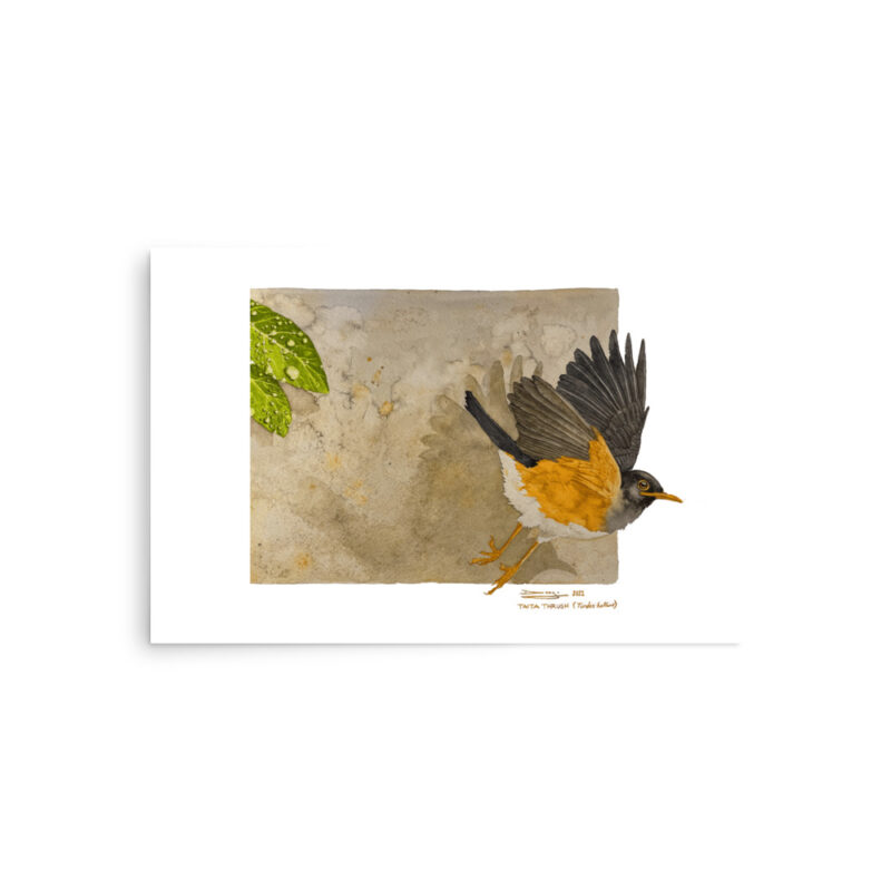 Poster, Taita thrush, (Turdus helleri) - Image 7
