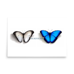 Poster, Morpho and whit ebutterflies