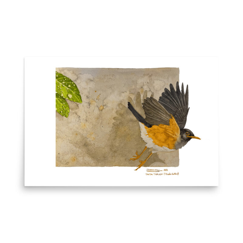 Poster, Taita thrush, (Turdus helleri) - Image 8