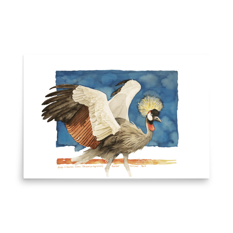 Poster, grey crowned crane, (Balearica regulorum) - Image 13