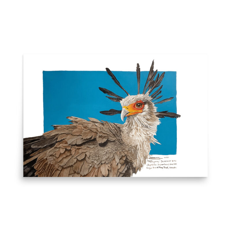 Poster, "Moneypenny" the secretary bird, (Sagitarius serpentanius) - Image 13