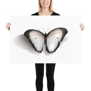 Poster, white butterfly (Pieris rapae)