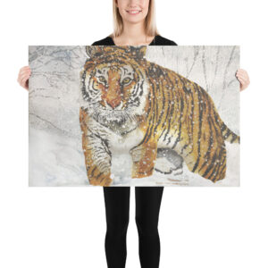 Poster, bengal tiger, (Panthera tigris tigris)