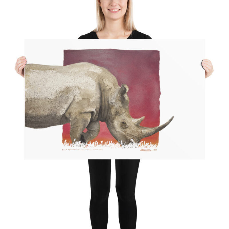 Poster, black rhino, (Diceros bicornis) - Image 11