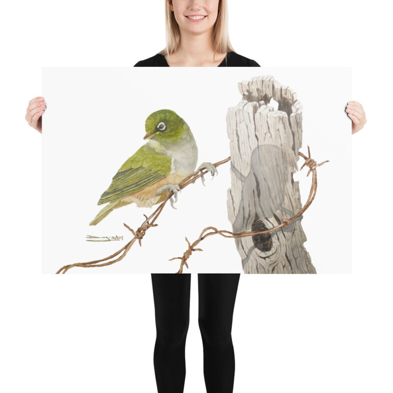 Poster, NZ waxeye, (Zosterops lateralis) - Image 11