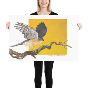 Poster, 'Saxx", the little sparrowhawk, (Accipiter minullus),
