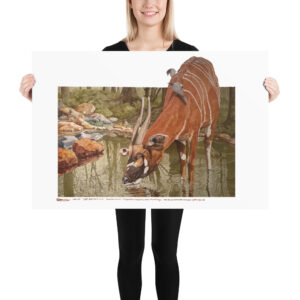 Poster, mountain bongo, (Tragelaphus eurycerus isaaci)