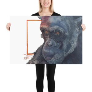 Poster, "Roy" the chimp from Sweetwaters, (Pan troglodytes)