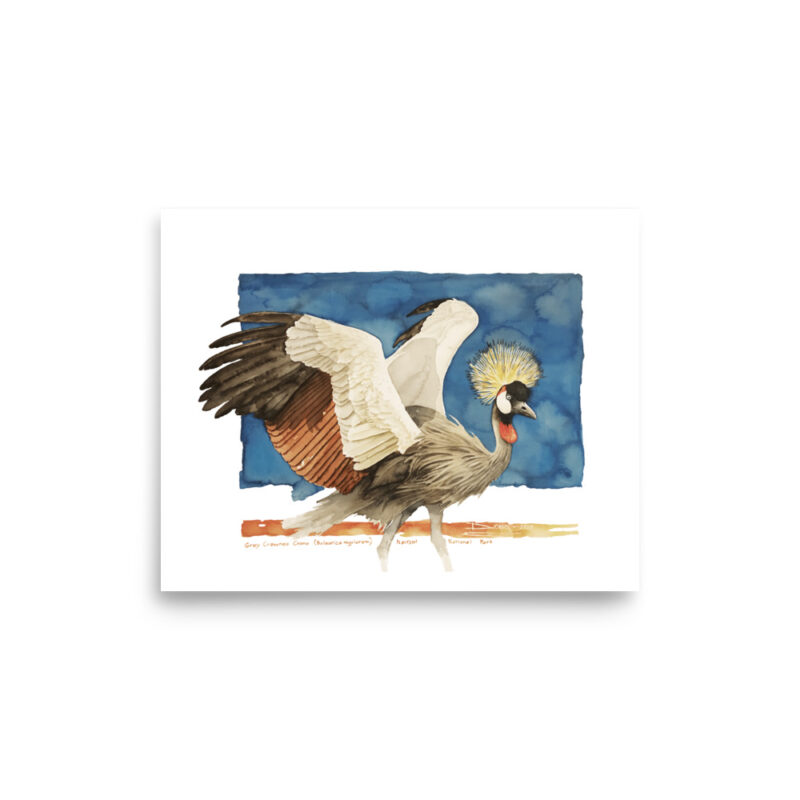 Poster, grey crowned crane, (Balearica regulorum) - Image 14