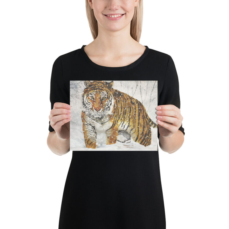 Poster, bengal tiger, (Panthera tigris tigris) - Image 12