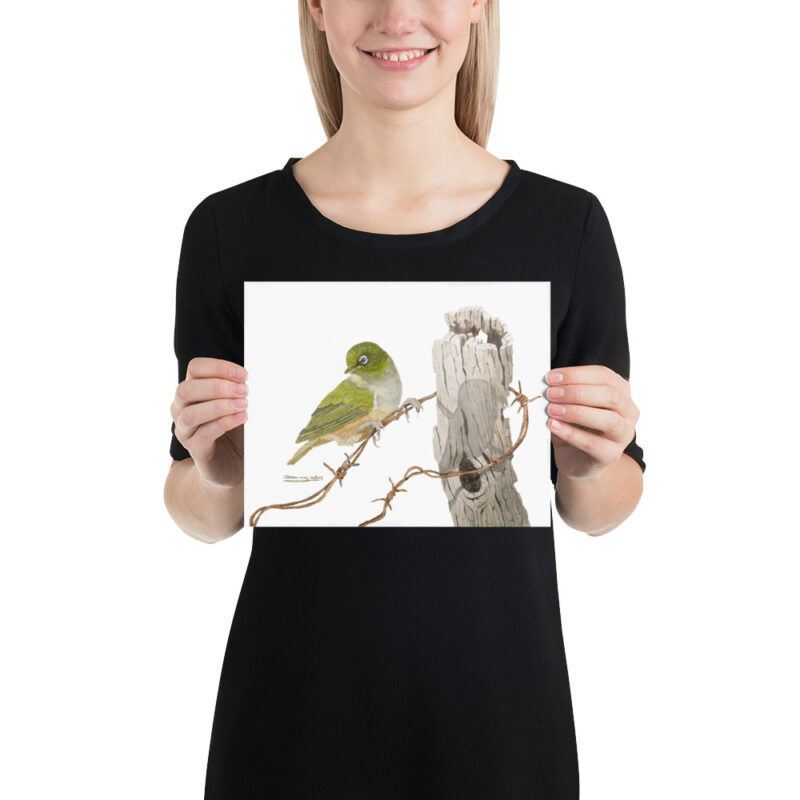 Poster, NZ waxeye, (Zosterops lateralis) - Image 12