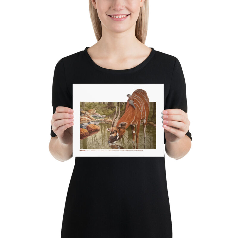 Poster, mountain bongo, (Tragelaphus eurycerus isaaci) - Image 12