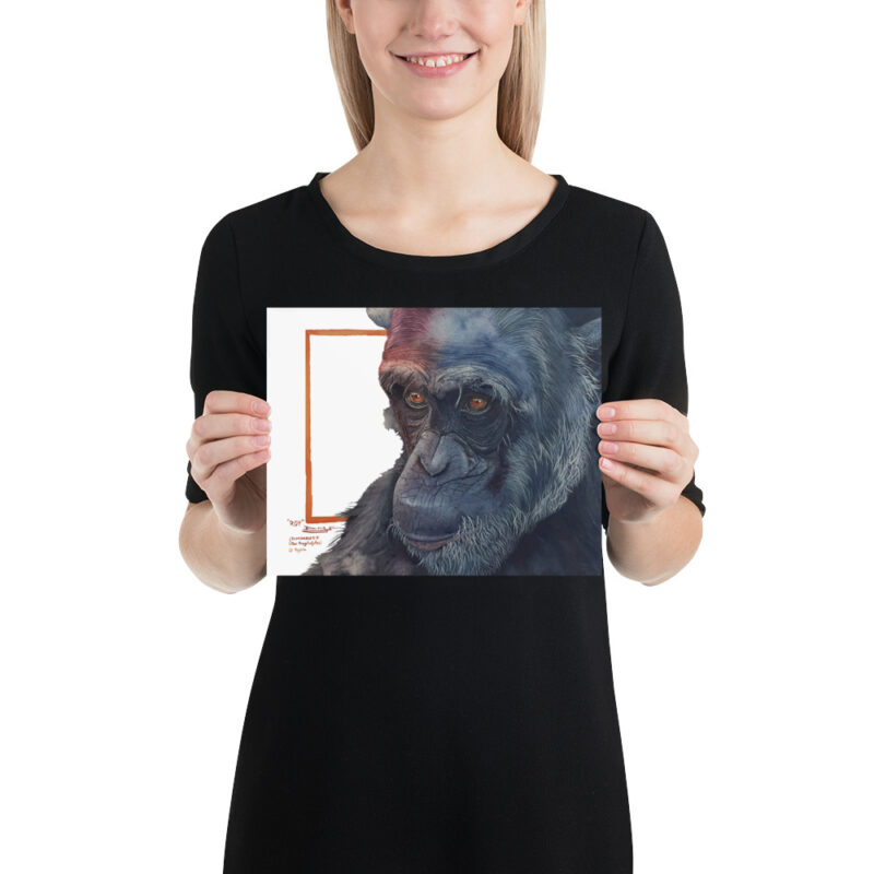 Poster, "Roy" the chimp from Sweetwaters, (Pan troglodytes) - Image 12