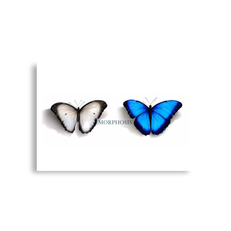 Poster, Morpho and whit ebutterflies - Image 2