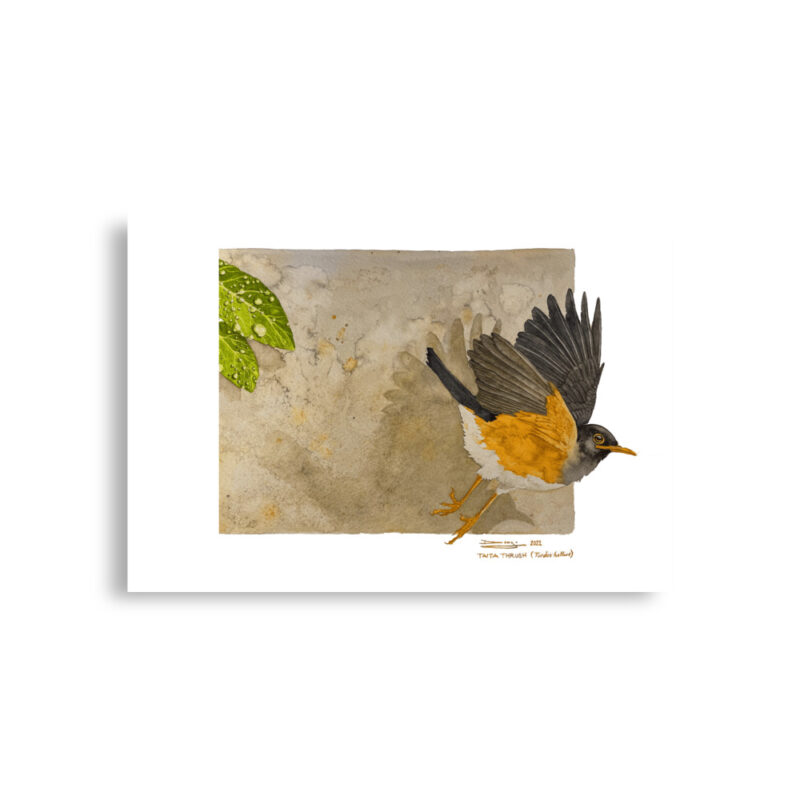 Poster, Taita thrush, (Turdus helleri) - Image 2