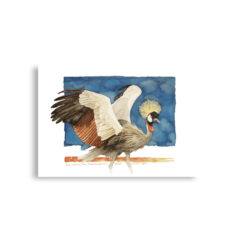 Poster, grey crowned crane, (Balearica regulorum) - Image 2