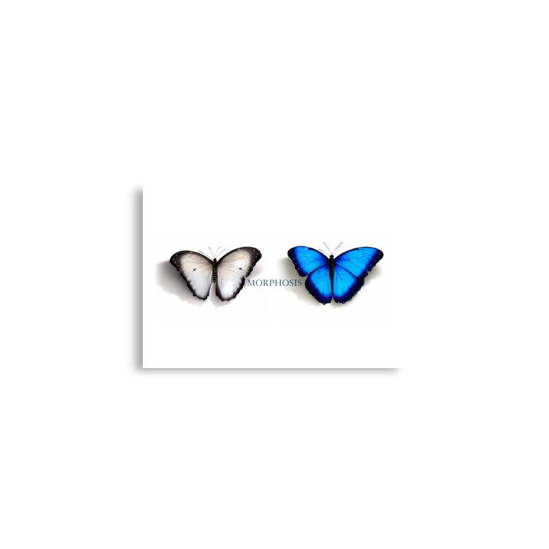 Poster, Morpho and whit ebutterflies - Image 3