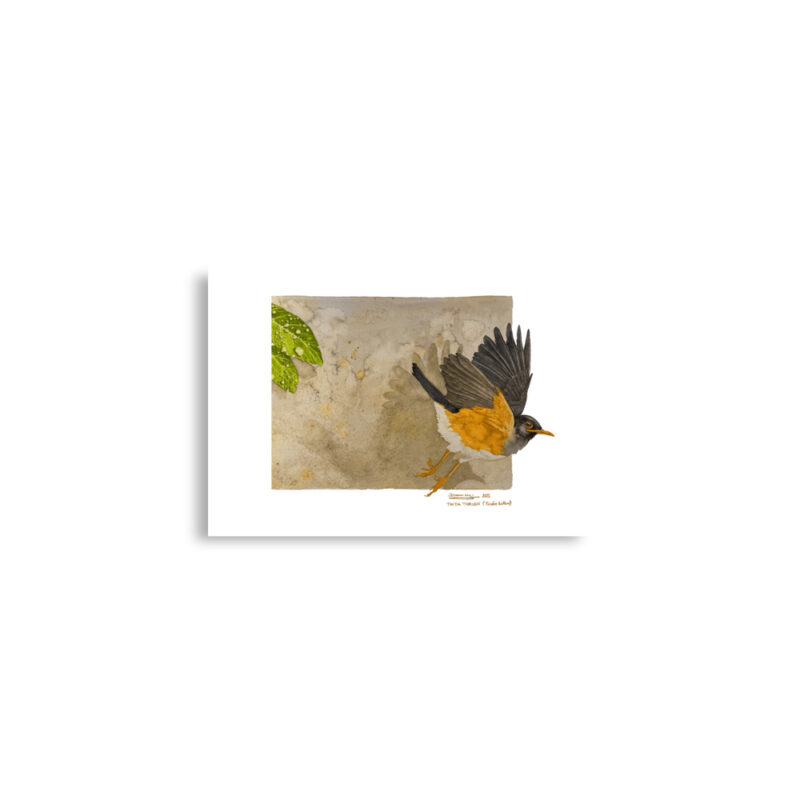Poster, Taita thrush, (Turdus helleri) - Image 3