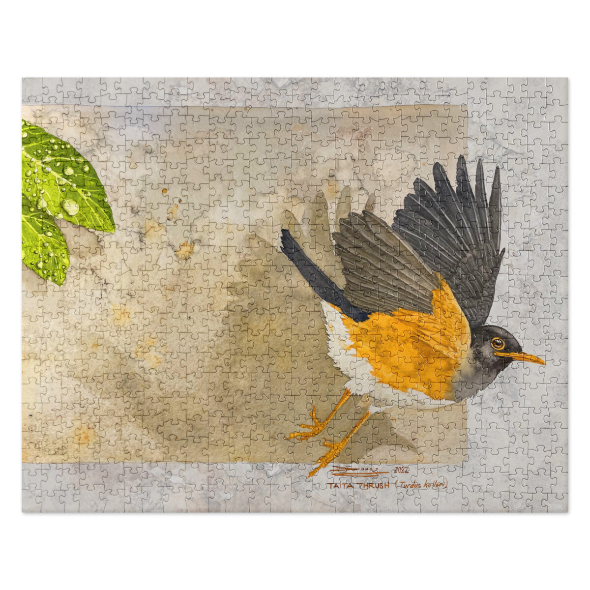 Jigsaw puzzle, Taita thrush - Image 2