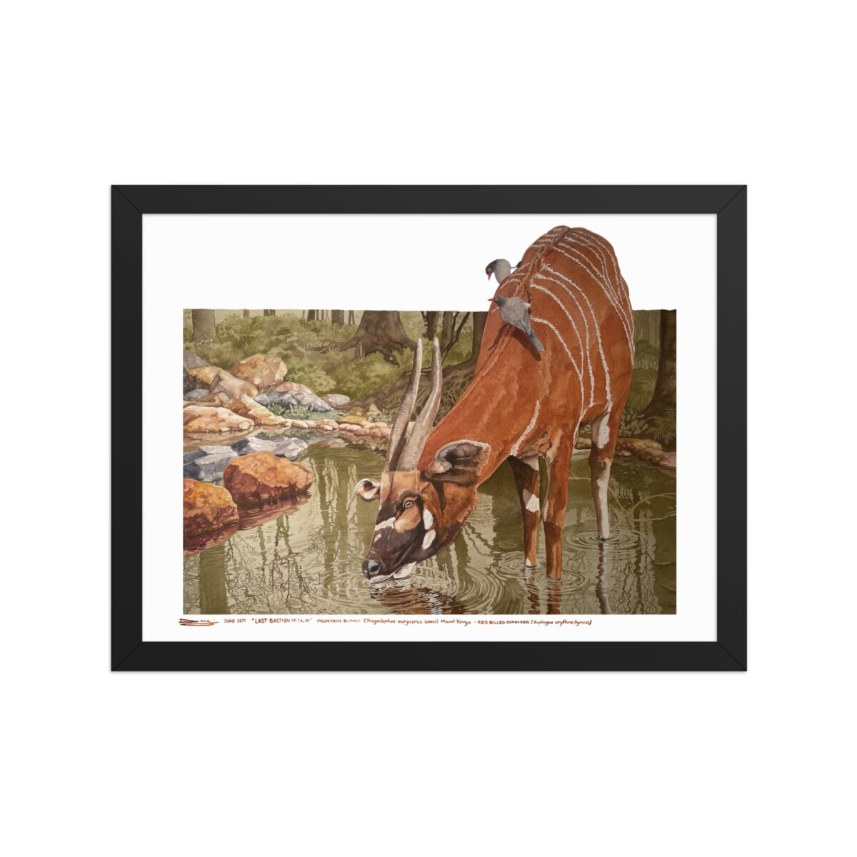 Framed poster, mountain bongo - Image 2